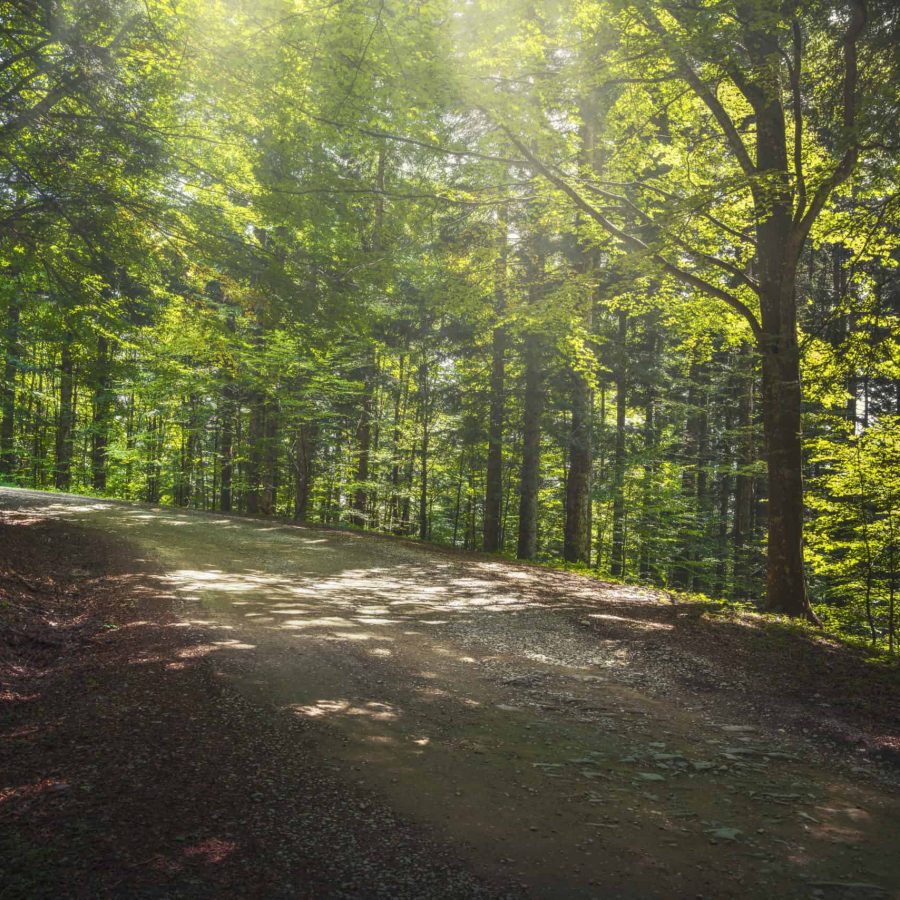 Road in tree misty forest or beechwood. Foreste Casentinesi national park, Tuscany, Italy, Europe